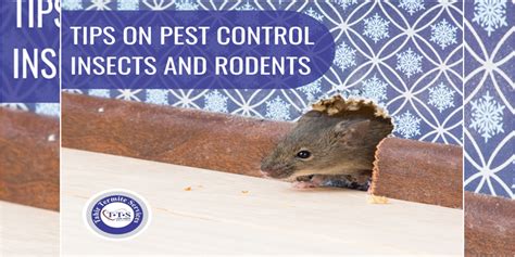 Mouse Magic Repellent: A Pet-Friendly Rodent Control Solution